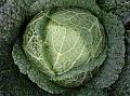 2013-1027-1430_Savoy_Cabbage_15.1C